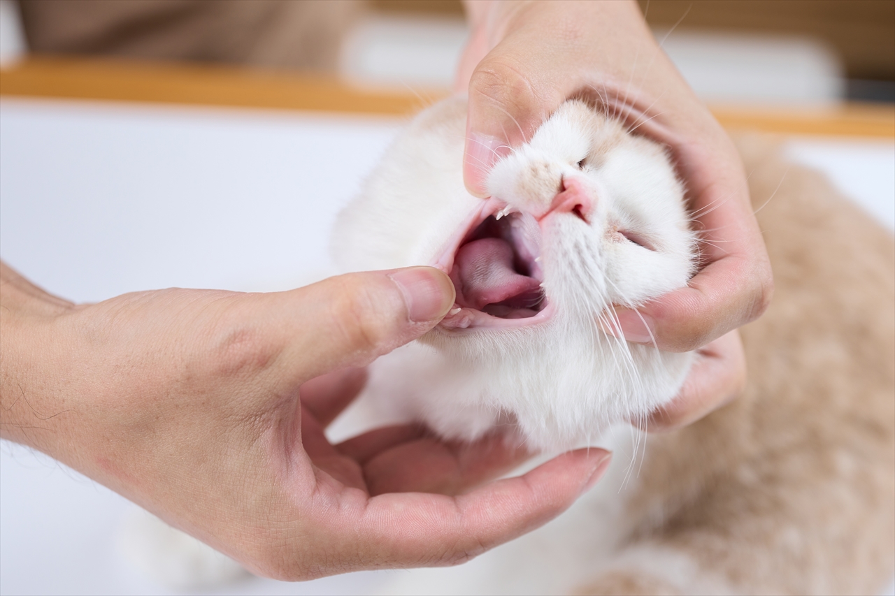 猫の歯磨き風景