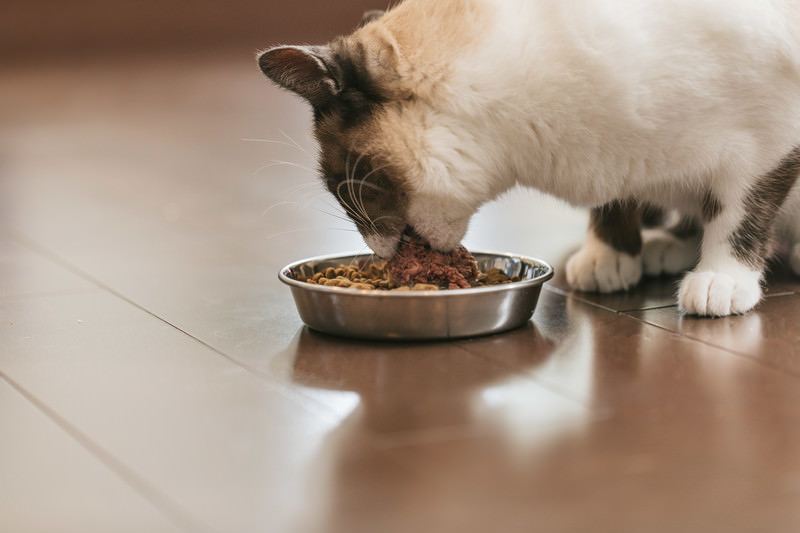 猫が餌を食べてる風景