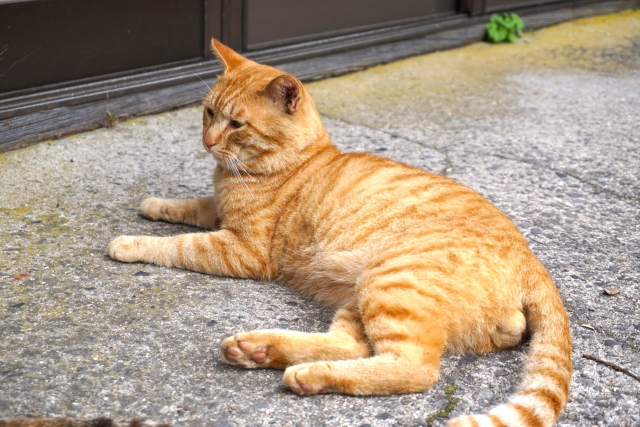 猫が玄関で寝ている様子