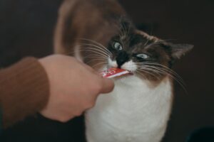 猫がチュールを食べている