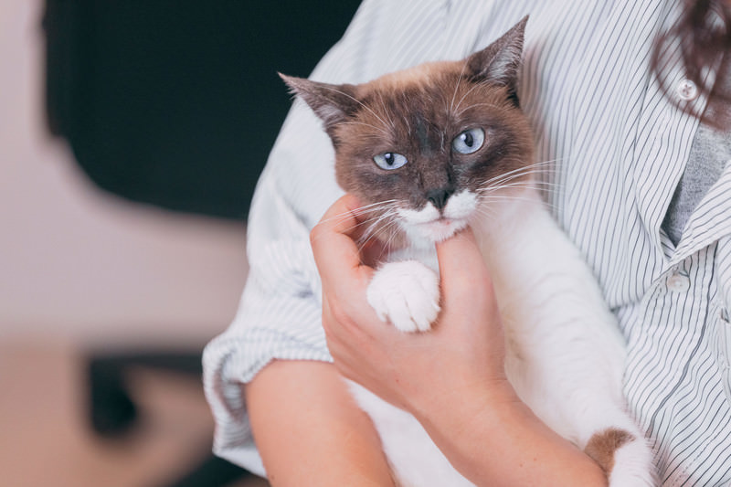 猫甘えてる様子