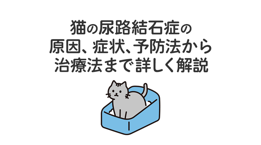 ！猫の尿路結石症の原因、症状、予防法から治療法まで詳しく解説